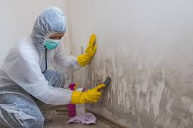 Environmental Consulting for Mold Prevention in Van Meter, IA